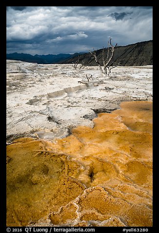 Travertine terraces and dead trees, Mammoth Hot Springs, afternoon. Yellowstone National Park (color)