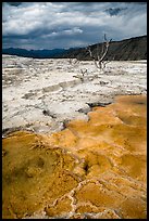 Travertine terraces and dead trees, Mammoth Hot Springs, afternoon. Yellowstone National Park ( color)