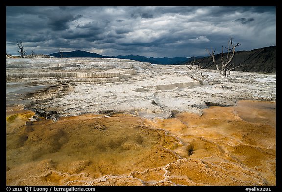 Travertine terraces and dead trees, Main Terrace, afternoon. Yellowstone National Park (color)