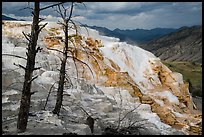 Canary Springs, afternoon. Yellowstone National Park ( color)