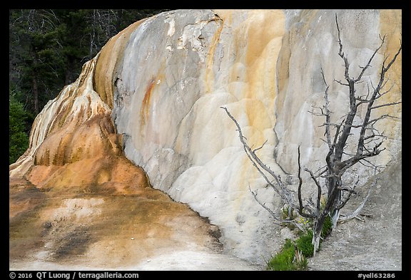 Orange Spring Mound with tree skeleton, Mammoth Hot Springs. Yellowstone National Park (color)