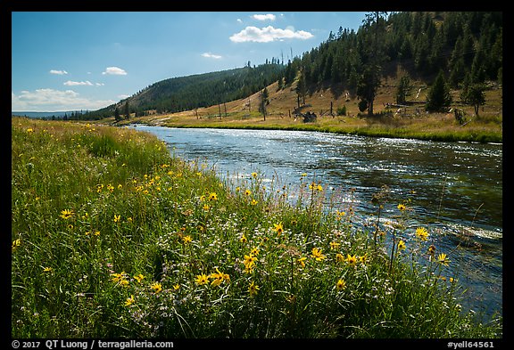Summer Wildflowers and Firehole River. Yellowstone National Park (color)