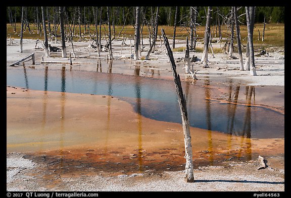 Dead trees, Black Sand Basin. Yellowstone National Park (color)