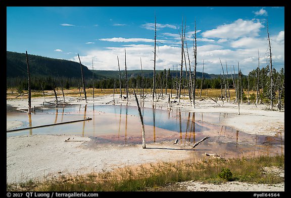Black Sand Basin with trees killed by hot springs. Yellowstone National Park (color)