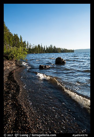 Lewis Lake Shore with black send. Yellowstone National Park (color)