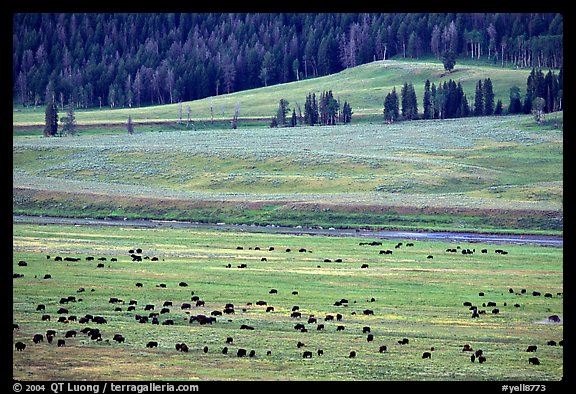 Buffalo herd in Lamar Valley, dawn. Yellowstone National Park, Wyoming, USA.