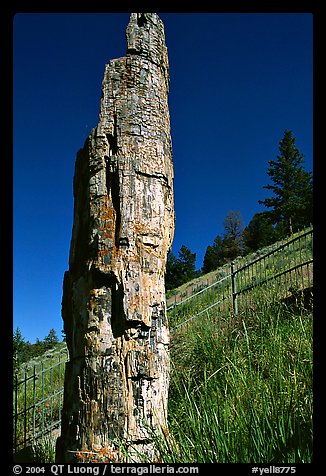 Petrified tree. Yellowstone National Park, Wyoming, USA.