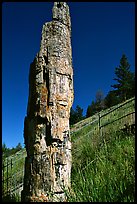 Petrified tree. Yellowstone National Park, Wyoming, USA. (color)