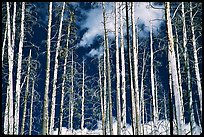 Bright trees in burned forest and clouds. Yellowstone National Park, Wyoming, USA.