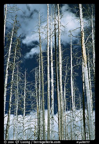 Burned forest and clouds. Yellowstone National Park (color)