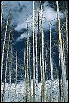 Burned forest and clouds. Yellowstone National Park, Wyoming, USA. (color)