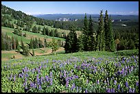 Lupines at Dunraven Pass, Grand Canyon of the Yellowstone in the background. Yellowstone National Park, Wyoming, USA. (color)