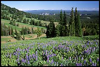 Lupines at Dunraven Pass, Grand Canyon of the Yellowstone in the background. Yellowstone National Park, Wyoming, USA.