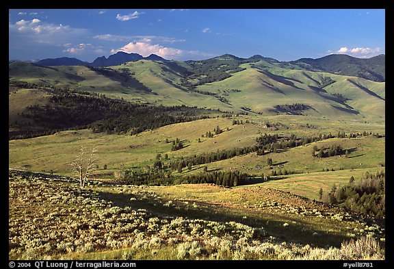 Bushes and rolling Hills in summer, Specimen ridge. Yellowstone National Park, Wyoming, USA.
