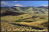 Bushes and rolling Hills in summer, Specimen ridge. Yellowstone National Park, Wyoming, USA.