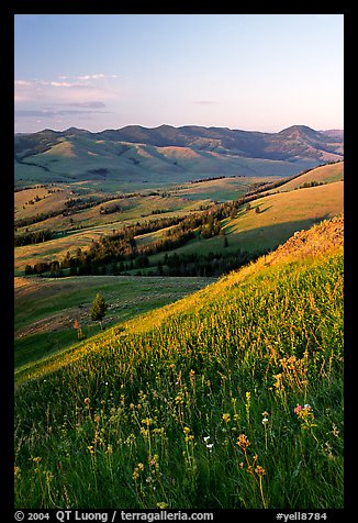 Grasses and flowers on Specimen ridge, sunset. Yellowstone National Park, Wyoming, USA.