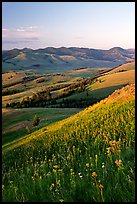 Grasses and flowers on Specimen ridge, sunset. Yellowstone National Park, Wyoming, USA.