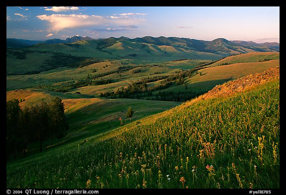 Grasses and flowers on Specimen ridge, sunset. Yellowstone National Park, Wyoming, USA.