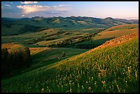 Grasses and flowers on Specimen ridge, sunset. Yellowstone National Park ( color)