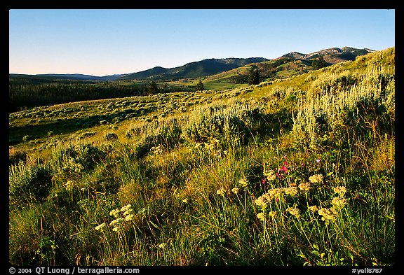 Flowers and Mt Washburn, sunrise. Yellowstone National Park, Wyoming, USA.