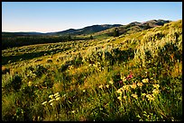 Flowers and Mt Washburn, sunrise. Yellowstone National Park, Wyoming, USA.