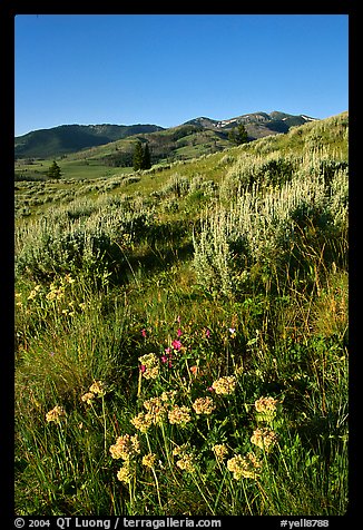 Flowers and Mt Washburn, sunrise. Yellowstone National Park (color)