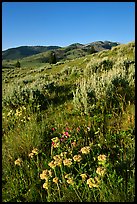 Flowers and Mt Washburn, sunrise. Yellowstone National Park, Wyoming, USA.