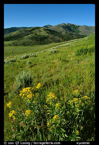 Yellow flowers on slope below Mt Washburn, early morning. Yellowstone National Park, Wyoming, USA.