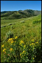 Yellow flowers on slope below Mt Washburn, early morning. Yellowstone National Park, Wyoming, USA.