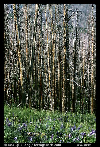 Lupine at the base of burned forest. Yellowstone National Park (color)