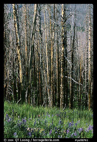 Lupine at the base of burned forest. Yellowstone National Park, Wyoming, USA.