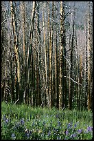 Lupine at the base of burned forest. Yellowstone National Park ( color)