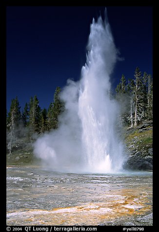 Grand Geyser,  tallest of the regularly erupting geysers in the Park. Yellowstone National Park (color)