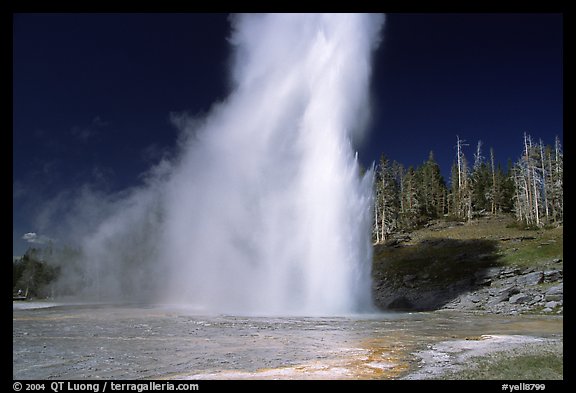 Grand Geyser eruption, afternoon. Yellowstone National Park, Wyoming, USA.