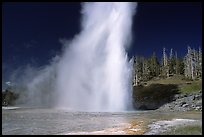 Grand Geyser eruption, afternoon. Yellowstone National Park, Wyoming, USA. (color)