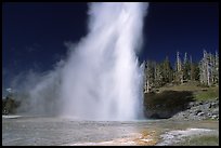 Grand Geyser eruption, afternoon. Yellowstone National Park, Wyoming, USA.