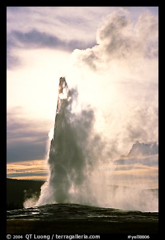 Old Faithful Geyser, late afternoon. Yellowstone National Park, Wyoming, USA.