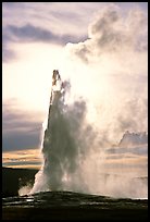 Old Faithful Geyser, late afternoon. Yellowstone National Park, Wyoming, USA.