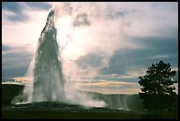 Old Faithful Geyser erupting, backlit by late afternoon sun. Yellowstone National Park, Wyoming, USA.