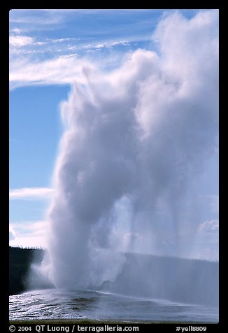 Old Faithful Geyser erupting, afternoon. Yellowstone National Park, Wyoming, USA.