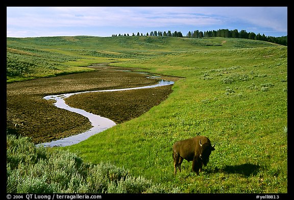 Bison and creek, Hayden Valley. Yellowstone National Park (color)