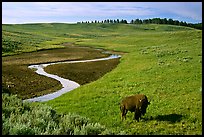 Bison and creek, Hayden Valley. Yellowstone National Park ( color)