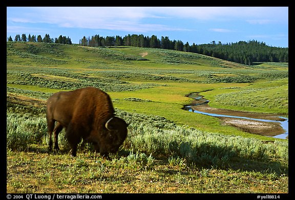 Buffalo, Hayden Valley. Yellowstone National Park, Wyoming, USA.