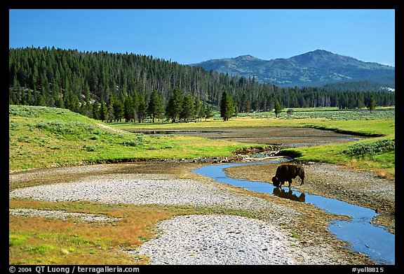 Buffalo in creek, Hayden Valley. Yellowstone National Park, Wyoming, USA.