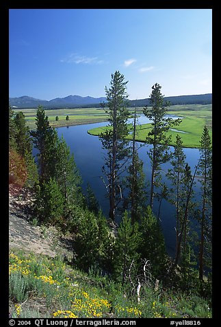 Trees and bend of the Yellowstone River, Hayden Valley. Yellowstone National Park, Wyoming, USA.