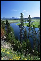 Trees and bend of the Yellowstone River, Hayden Valley. Yellowstone National Park, Wyoming, USA.