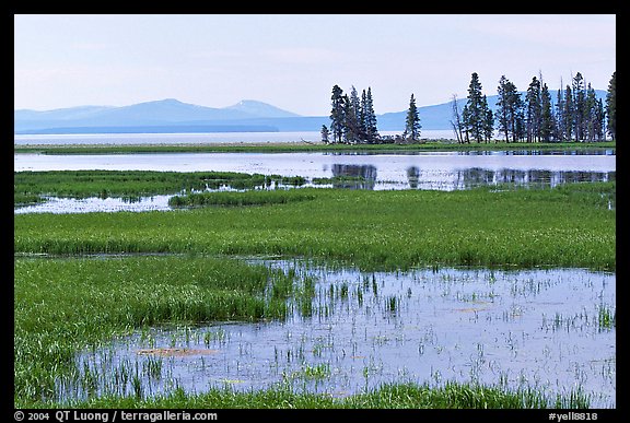 Grasses and Yellowstone Lake near Stemboat Point, morning. Yellowstone National Park, Wyoming, USA.