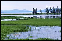 Grasses and Yellowstone Lake near Stemboat Point, morning. Yellowstone National Park, Wyoming, USA.