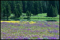 Purple flowers and pine trees. Yellowstone National Park ( color)