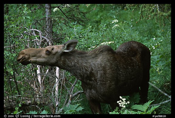 Cow moose reaching for plant. Yellowstone National Park, Wyoming, USA.